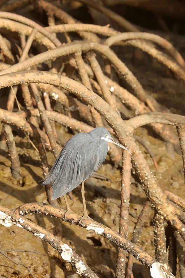 Western Reef Egret